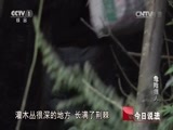今日说法 《今日说法》 20141031 危险猎人（下）