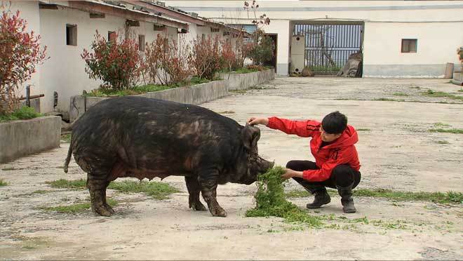 致富经 [致富经]缺耳朵 断尾巴 他把破了相的猪卖高价 20190528