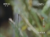 动物世界 《动物世界》 20160216 超级猎手（三）