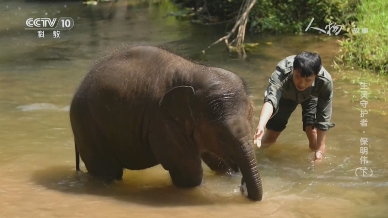 《人物·故事》 20260219 生灵守护者·保明伟（下）