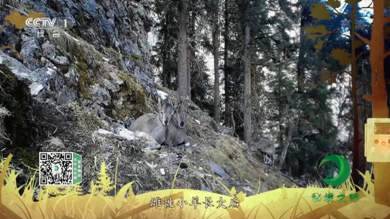 秘境之眼 《秘境之眼》 岩羊 20221031