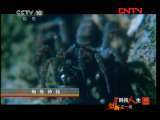 科技人生 《科技人生》 20110821 创新在一线——蜘蛛神捕