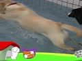狗狗日记 第120天 我也想玩水
