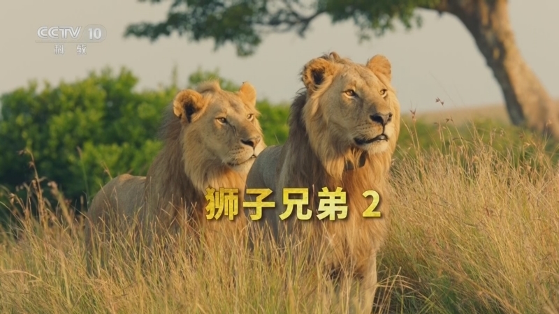 自然传奇 《自然传奇》 20260508 狮子兄弟 2