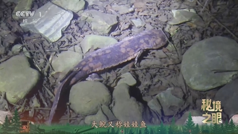 秘境之眼 《秘境之眼》 大鲵 20251016