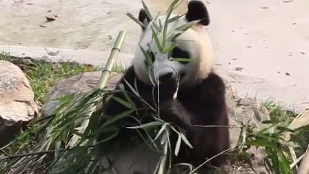 都是夜归人 熊猫来了