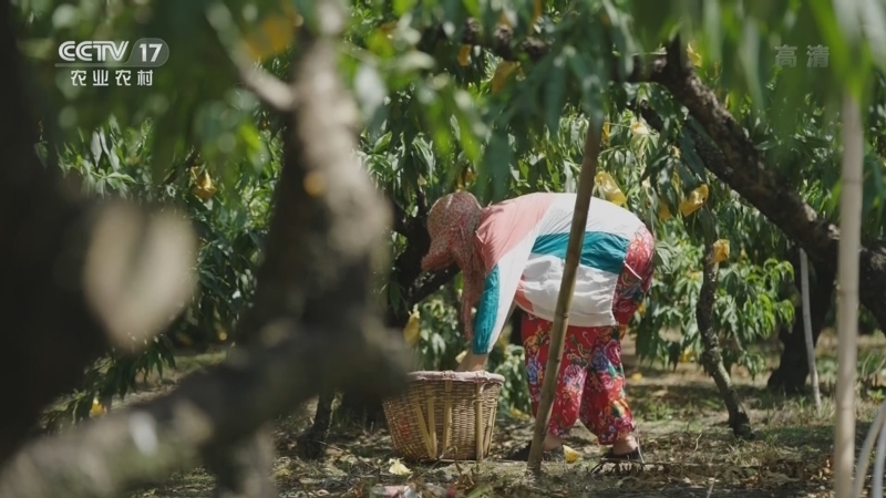 《我的村庄和我》 20221120 百花争艳春满园