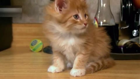 萌宠养成计划 小猫咪挑战水龙头