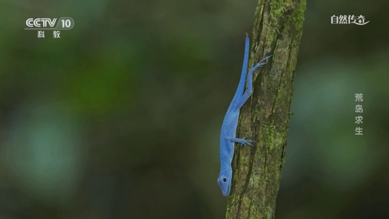 《自然传奇》 20260404 荒岛求生