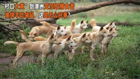 “村口大黄”成为澳洲霸主（中）生擒袋鼠活啃野牛，土狗有多强？