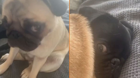 澳大利亚一巴哥犬竟坐在同伴脸上