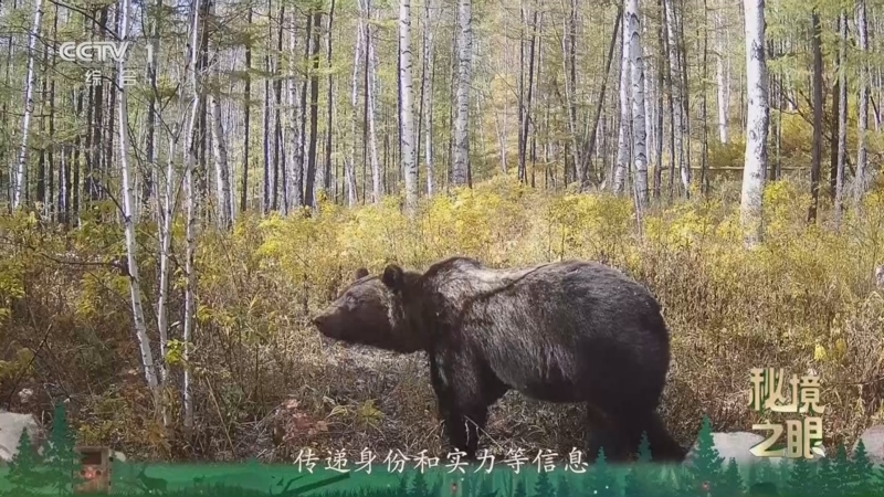 秘境之眼 《秘境之眼》 棕熊 20260508