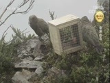 自然传奇 《自然传奇》 20170927 奇异的鸟