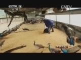 生财有道 《生财有道》 20140714 蓝孔雀飞出百万财