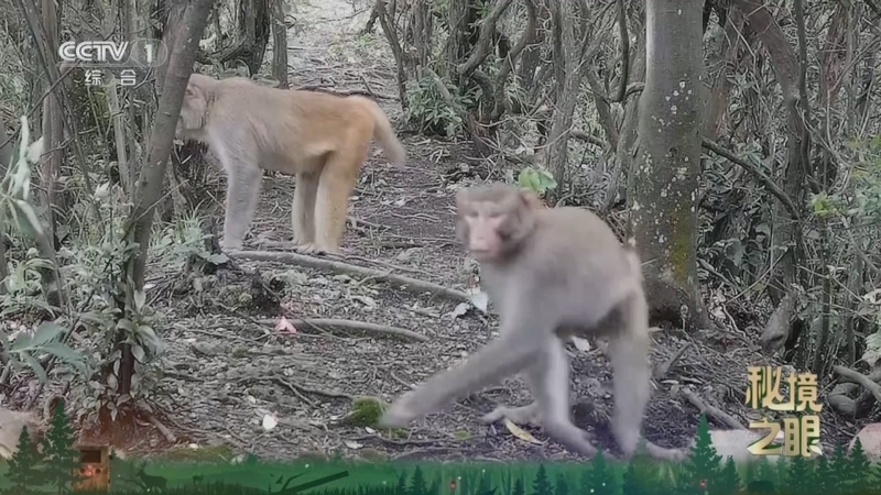 秘境之眼 《秘境之眼》 猕猴 20251117