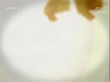 回家，吃饭 《回家吃饭》 20170823 虫草花炖鸭汤 荷香黄芩炖鲤鱼