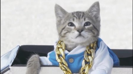 猫男AaronsAnimals 第一季 大胆喵民竟敢挑衅猫警长 最后猫警长的神表情亮了 02