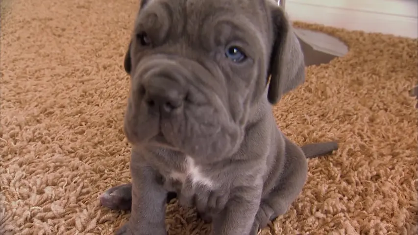 《萌宠成长记第三季》第3集