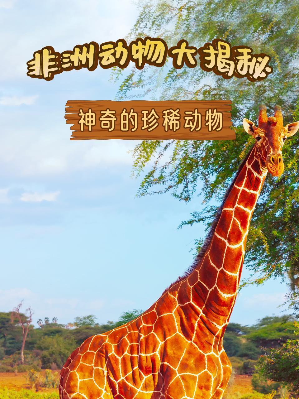 非洲动物大揭秘之神奇的珍稀动物