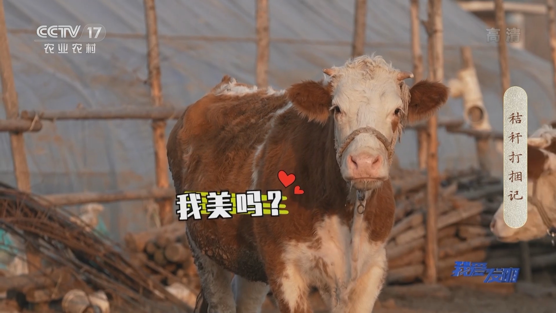 《我爱发明》 20211115 秸秆打捆记