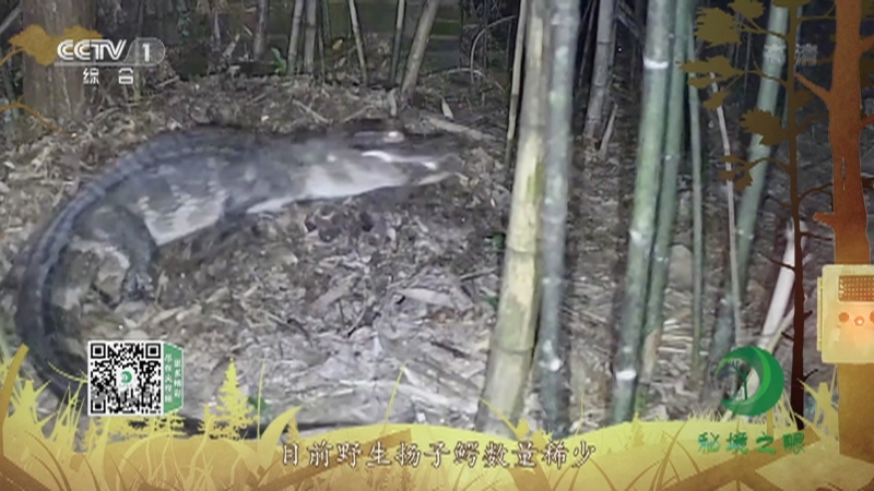 《秘境之眼》 扬子鳄 20211218