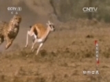 动物世界 《动物世界》 20160125 隐形的猎手（下）