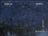 动物世界 《动物世界》 20130126 生命之河（三）