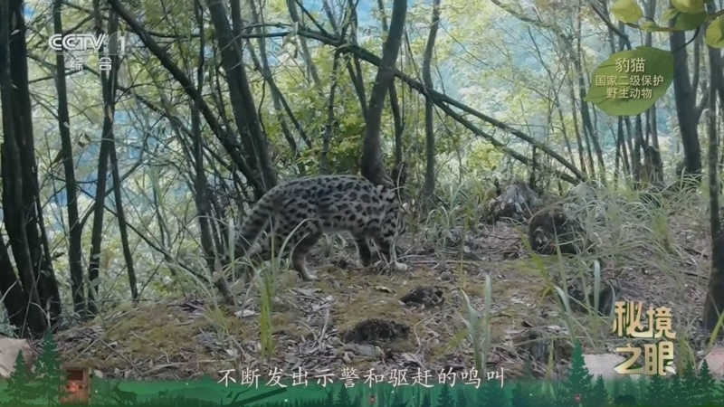 《秘境之眼》 豹猫 20260319