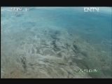 人与自然 《人与自然》 20121027 自然启示 集群的奥秘——千万飞蝠