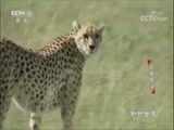 动物世界 《动物世界》 20180721 兄弟情深（上）