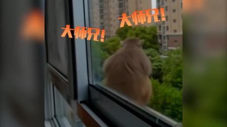 @所有人 野猴闯民居，大摇大摆吃薯片开煤气灶