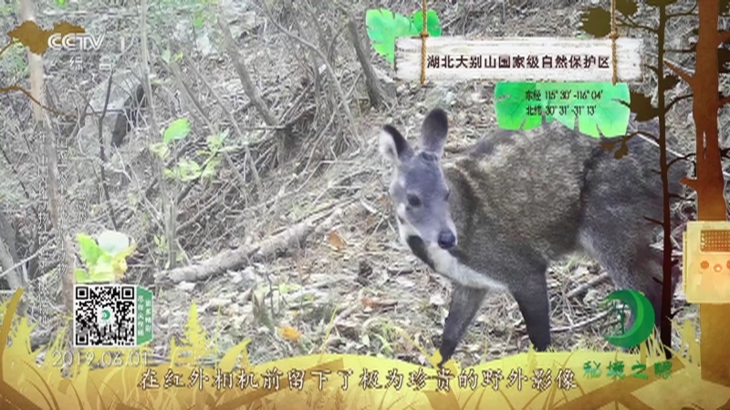 秘境之眼 《秘境之眼》 大熊猫/高山兀鹫/豹/安徽麝/豪猪 20221002