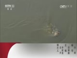 动物世界 《动物世界》 20170331 动物魔法师