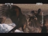 自然传奇 《自然传奇》 20140711 非凡猎手的武器（上）