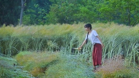 李子柒古香古食 新榨的菜籽油做啥都好吃