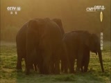 自然传奇 《自然传奇》 20170103 湖泊与动物
