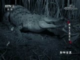 动物世界 《动物世界》 20180116 鳄鱼王漂流记