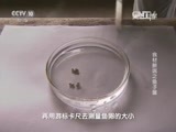 走近科学 《走近科学》 20160106 食材新说之鱼子酱