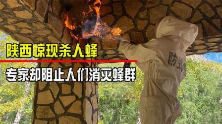毒蜂袭击村庄（下）一个月41人被活活蜇死专家：毒蜂比人命值钱