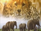 人与自然 《人与自然》 20160307 生长在猩群中的孩子（上）