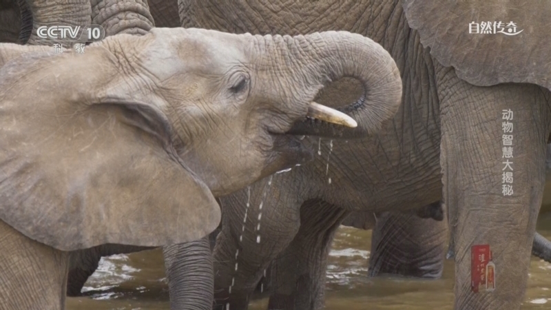 《自然传奇》 20251210 动物智慧大揭秘