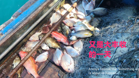 南澳岛赶海日记 彪哥去收放在海里一整夜的渔网，渔获特别多石斑鱼也有，卖了5千8百多元