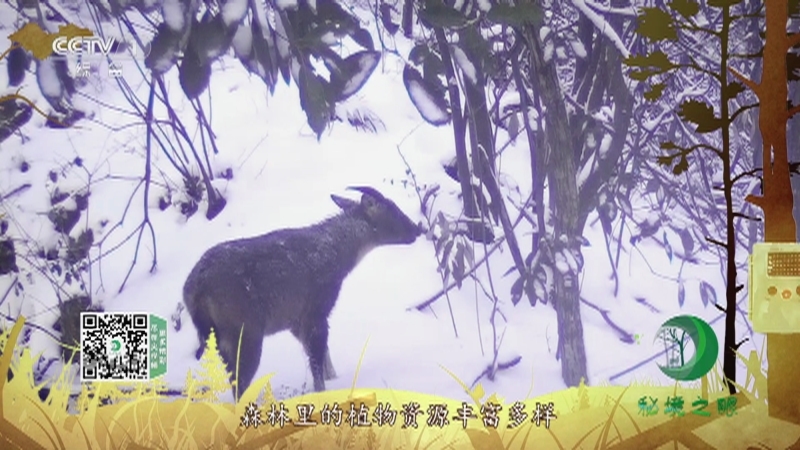 《秘境之眼》 中华斑羚 20210818