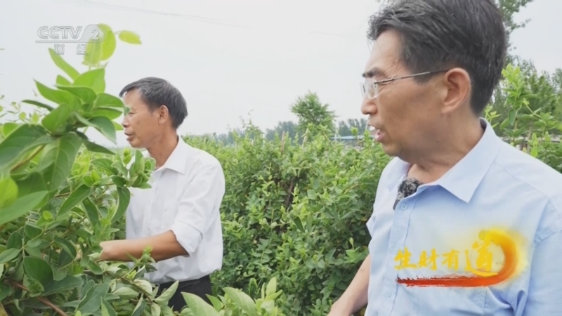 生财有道 《生财有道》 20240718 千年古县 开出致富花