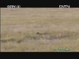 人与自然 《人与自然》 20121103 自然发现 生命——猎手与猎物（上）