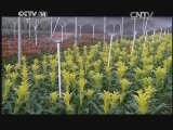 芝麻开门【央视】 《芝麻开门》 20141215