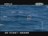 魅力纪录（CCTV-1综合频道） 《魅力纪录》 20121003 鸟瞰地球 第三集 欧洲