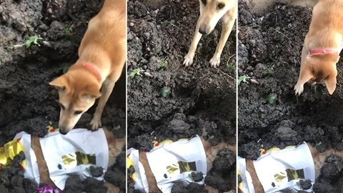 网罗天下 狗狗刨土欲叫醒被葬好友