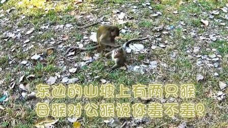 味知的侣行 第一季 山中无老虎 猴子称霸王 在1000年前的历史古迹中动物是这样生活的