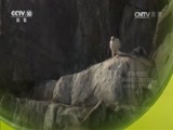 自然传奇 《自然传奇》 20170523 北极物语